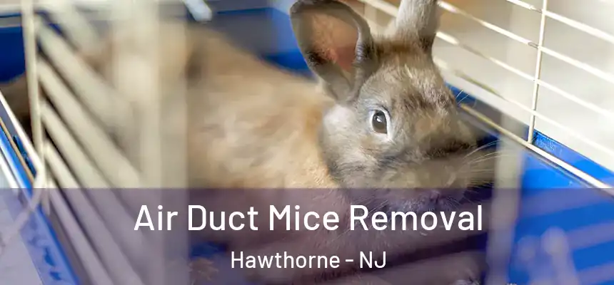 Air Duct Mice Removal Hawthorne - NJ